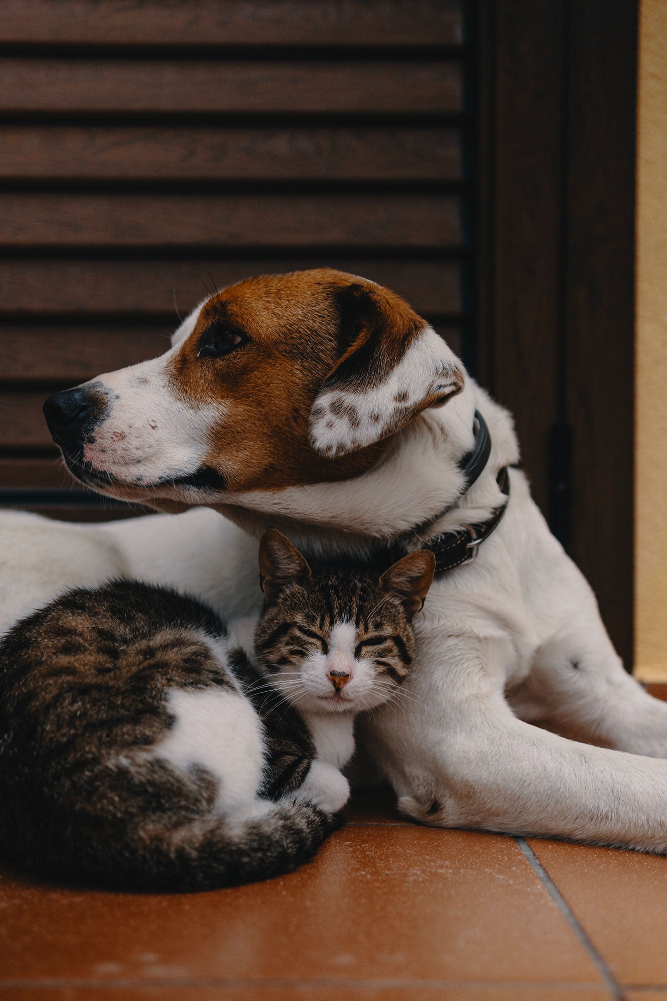 PETS